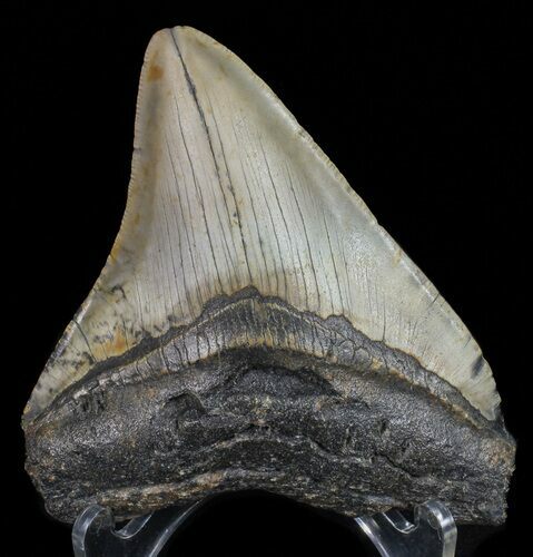 Bargain, Megalodon Tooth - North Carolina #67138